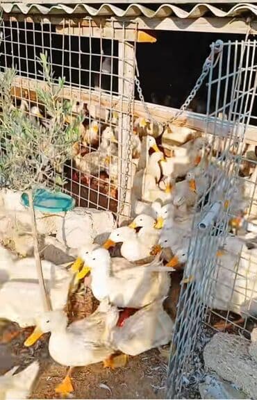 hinduşqa gəncə: Məhsul: Ördəklər (təsərrüfat üçün) Təsvir: - Təsərrüfat şəraitində — 3