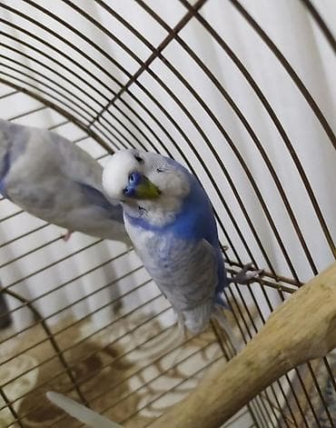 papuqay sesi: Dalmağzı (budaq başlı) dalğalı tutuquşular – rəngli cüt - Növ — 1