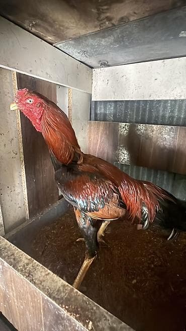 ev iti type 1: Xoruz, Heyratı, il: <1, Ödənişli çatdırılma, Rayonlara çatdırılma — 2