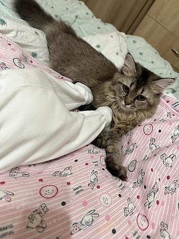 Gəmiricilər: Britan — 3