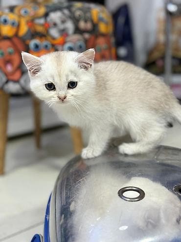 pişik satisi 2020: Şinşilla — 1