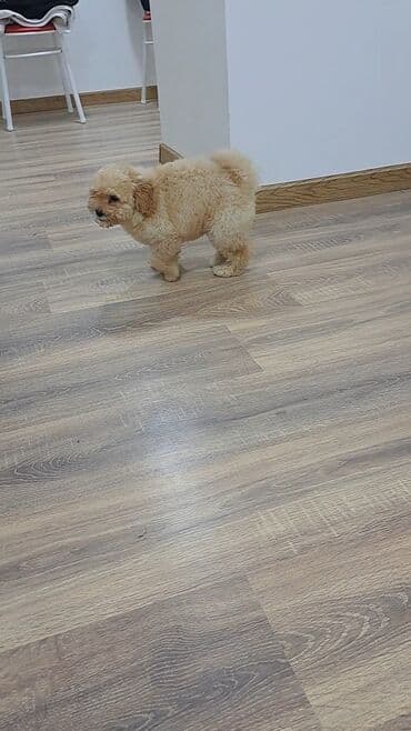 Gəmiricilər: Pudel — 3