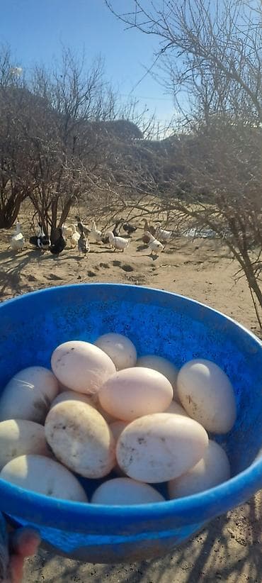 ordek satisi: Ördək yumurtası mayalı 35 eded var — 3