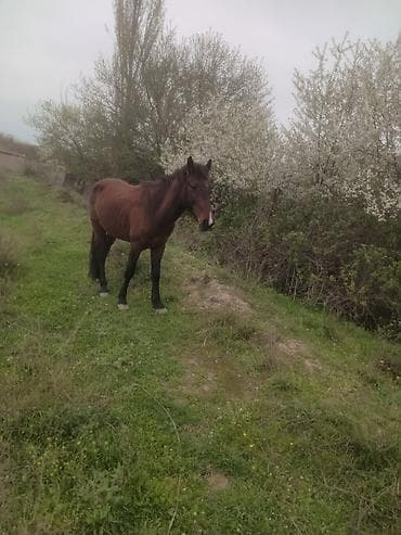 cins qoyunlar satilir: Erkək, il: 5, Ünvandan götürmə — 5