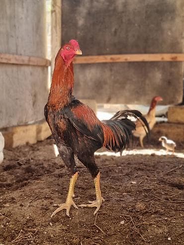 cat: Xoruz, il: 1, Pulsuz çatdırılma — 2