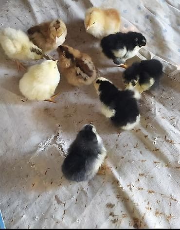 papuqay quş: Toyuq cücələri, Damazlıq — 2