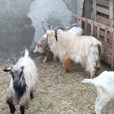 yerli cins inekler: Əmlik cepisler kəsmək üçün say və seçim çoxdur buyurun. alpin çəpiş 3 — 12