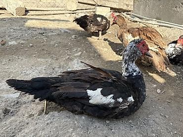 satdig quslar: Erkək, | Lal ördək, Ətlik, Ödənişli çatdırılma — 4
