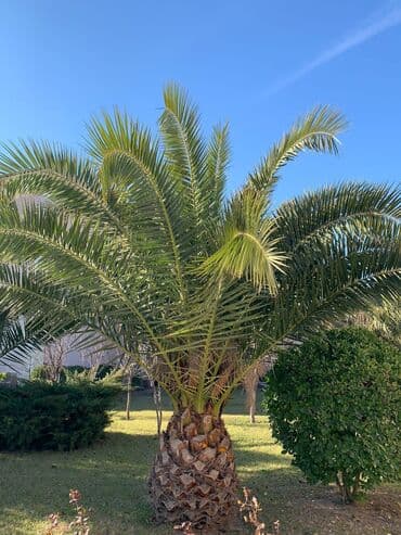 əhəng daşı satışı: Torf gubresinn satşi 2.50kepik çox olana endirim olacaq super — 13