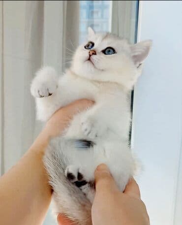 Britan, Erkək, Dişi, Yaxşı əllərə, Ünvandan götürmə lalafo.az -da Britan, Erkək, Dişi, Yaxşı əllərə, Ünvandan götürmə