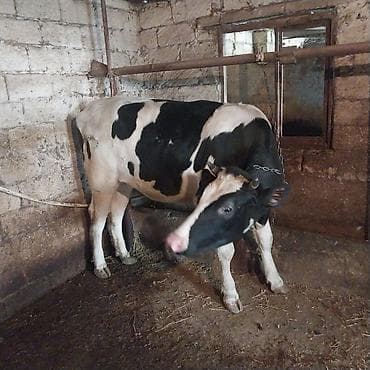 heyvan inek: Tecili satiram.Süd yönümlü mal-qara sürüsü ag iney 26 litr sud — 3