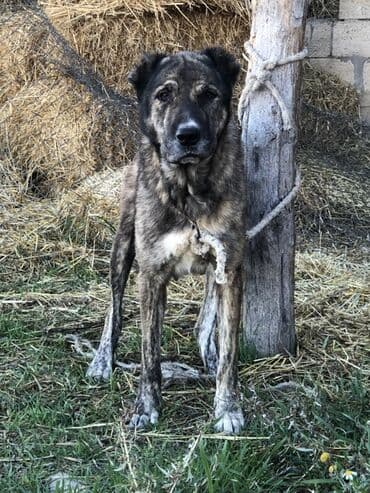 itlər alabay: Alabay, 5 il, Dişi — 2