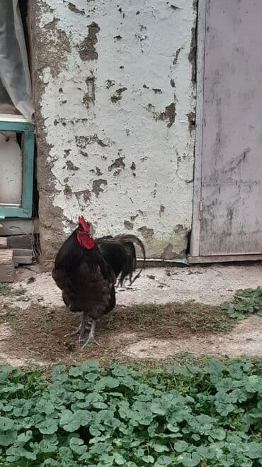 cins ineklerin satisi: Avstrolorp blue 3.5 yaş . damazlıq üçün əla xoruzdu.qan dəyişimi üçün — 8