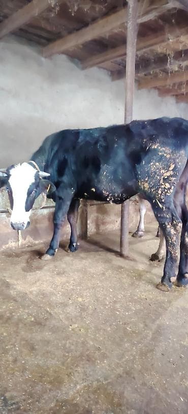 cins buzovların satışı: Dişi düyə damazlıq südlük ətliyə yararlıdır Ünvan Novxani — 3