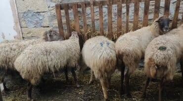 Qazlar: 10 Qoyun satlır. Boğazdılar — 4