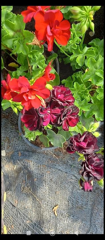qirmizi kala gulu: Məhsul: Sardunya (Pelargonium) saksı gülləri Təsvir: - İsti, canlı — 7