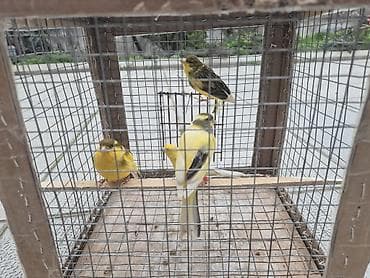 qartal sekilleri cekmek: 4 eded erkey — 2