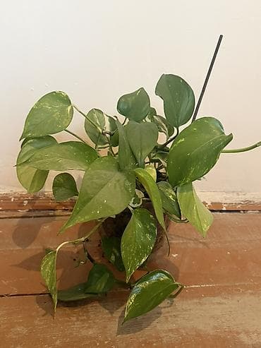 xoruz otu bitkisi: Epipremnum aureum (Pothos/Skindapsus) – saksı bitkisi İstəyən — 2