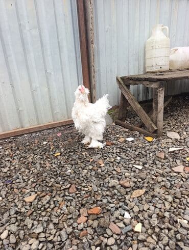 arpa bugda: Toyuq, Brama, Damazlıq — 2