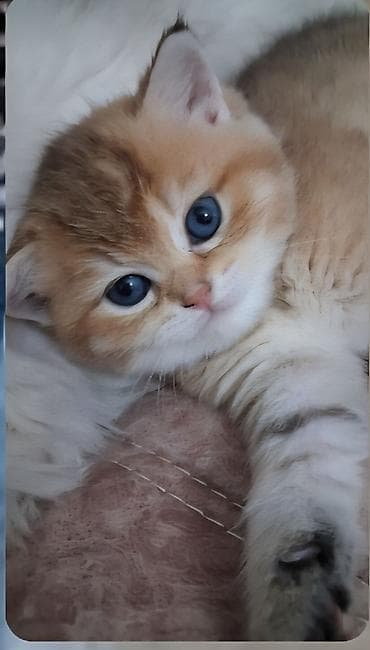 ev pişiy: Yaxşı əllərə — 10