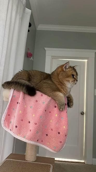 avcarka satisi: Qızıl şinşilla, Erkək, Yaxşı əllərə, Ödənişli çatdırılma — 3