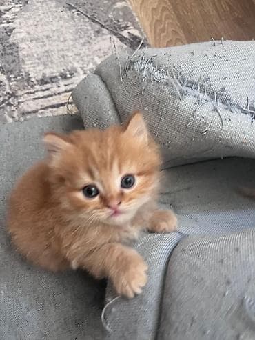 ana bala inək: Yaxşı əllərə — 3