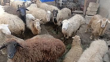 Зоотовары: Satış üçün xırdabuynuzlu heyvan sürüsü - Növlər: qoyun və keçi — 5