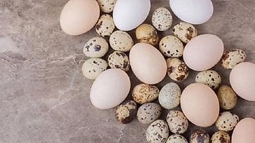 Kend yumurtası yeyinti ve mayali 30 qepik.Novleri saso,(australorp boz