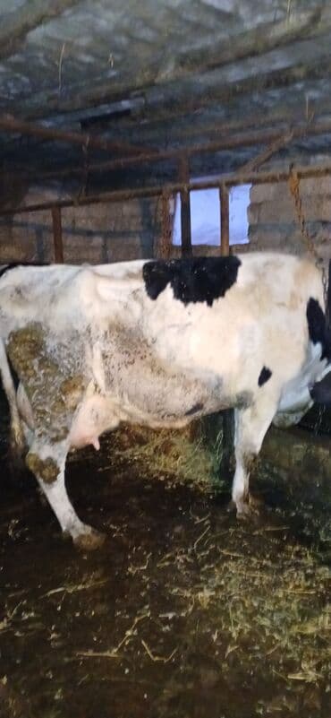 Salam döşləri tutulub etlik ücün satıram