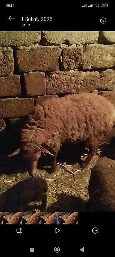 kreditle it satisi: Quzu — 2