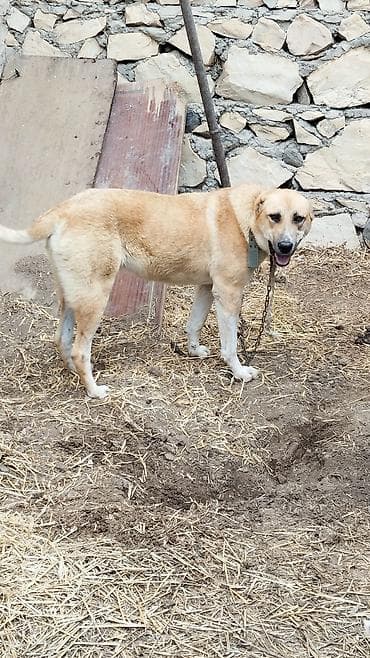 quba itler: Alabay, 9 ay, Dişi, Peyvəndli, Ünvandan götürmə — 1