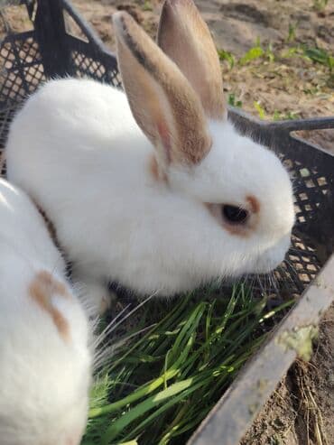 karlik dovşanlar: Ağ tüklü, qəhvəyi ləkəli dovşan - Yumşaq, sıx örtüklü ağ yun — 1