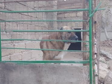 coban iti adlari: Meydan itidir 2yaş nece ayligdir balacalgdan 1aylgdan biz boyutmuşuk — 2