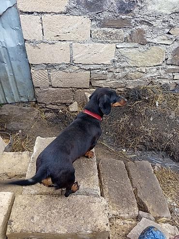 Məhsul: Qısa tüklü taksa (Dachshund) iti Təsvir: - Rəng: qara-tan