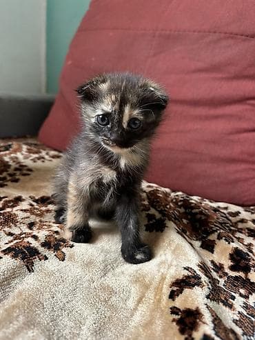 pişiy adları: Şotland yastı qulaq, Yaxşı əllərə — 7