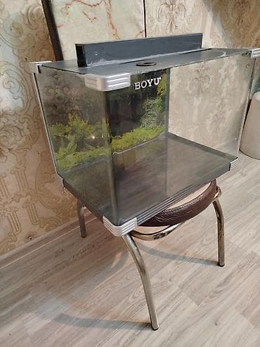 heyvanlar: BOYU şüşə akvarium idyal veziyetdedi Aval Akvarum işlenmişdi - — 3