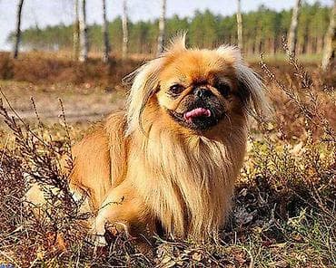 Pekines