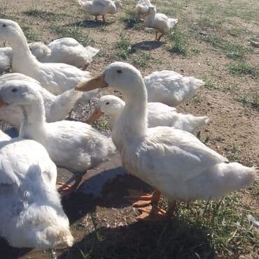 Dişi, | Kuban, Ətlik, Ünvandan götürmə