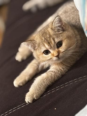 Pişiklər: Britan, Pulsuz çatdırılma — 3