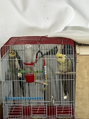 İtlər: Tam sağlam quşlardır cütü 110 m ikiside qızğındır Nymph (kakadula) — 2