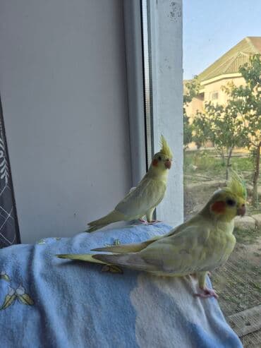 Pişiklər: Bozlar bir aylıqdı qiyməti 30 azn sarı 5 aylıq erkək qiyməti 45azn əl — 6