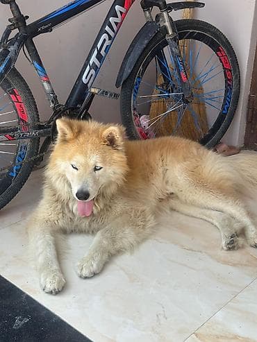 samoyed satilir: Samoyed — 2