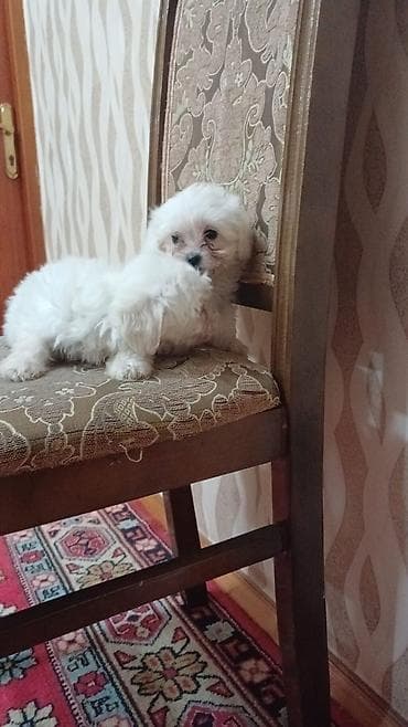 Quşlar: Malta bolonka, 3 ay, Peyvəndli — 3