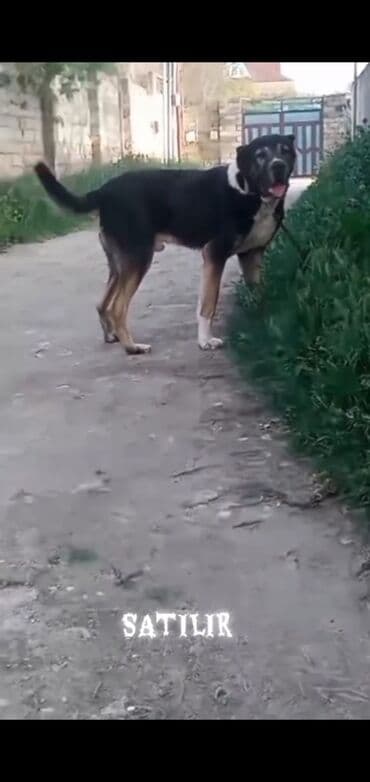 ətlik inək cinsləri: Erkek — 3