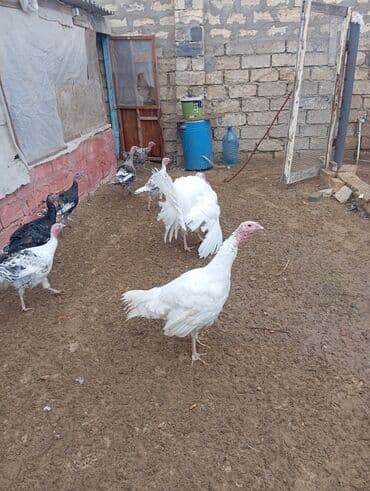 Yumurta: Məhsul: Hind quşu yumurtası mayali — 12