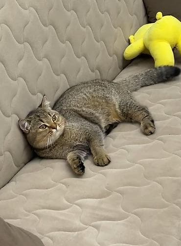 golden shinshilla: Qızıl şinşilla, Erkək, Cütləşmə üçün — 2
