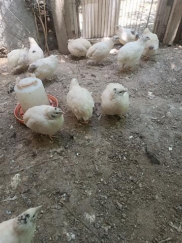bildircin qiyməti: Yumurtaya hazir bildircinler satilir. Icinde bezileri artiq yumurta — 1