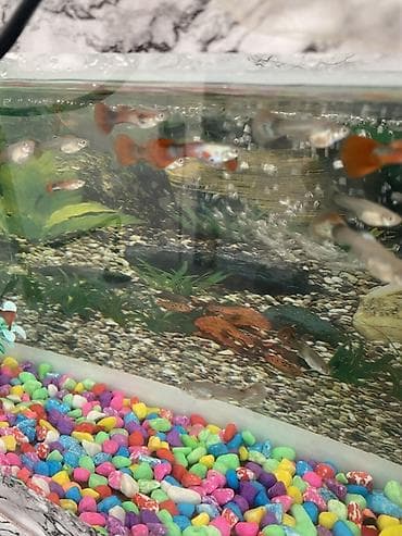 baliq levazimatlari satisi: Yumru akvarium, Balıqlarla birlikdə, 1 l, Ünvandan götürmə, Ödənişli çatdırılma — 4