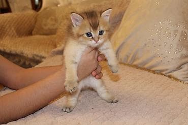 britan pişikləri: Britan — 6