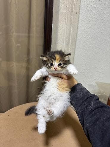 Pişiklər: Guvenilir elere verilir. Unvan badamdar — 1